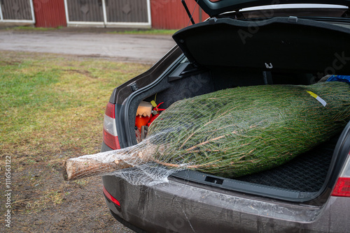 Freshly cut Christmas tree in netting, loaded in a car trunk. Concept of holiday preparation