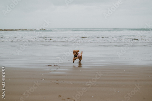 Perro corriendo en el mar photo