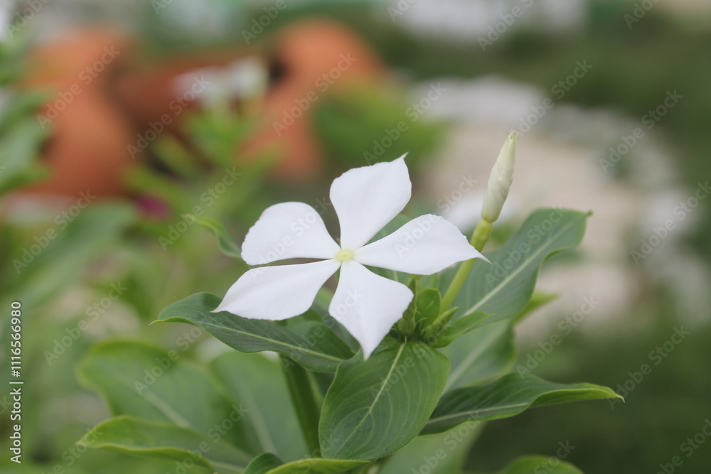 Obraz premium Beautiful white flower blooming amidst green foliage, symbolizing purity and tranquility. Perfect for nature and gardening themes.