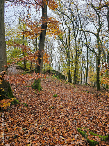 autumn in the forest