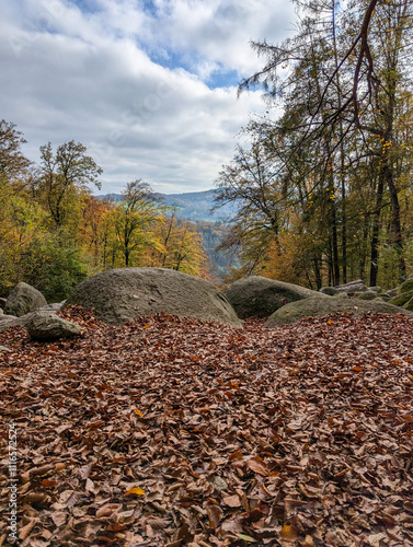 autumn in the forest