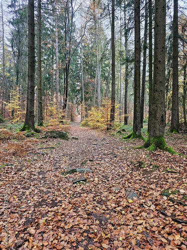 autumn in the forest