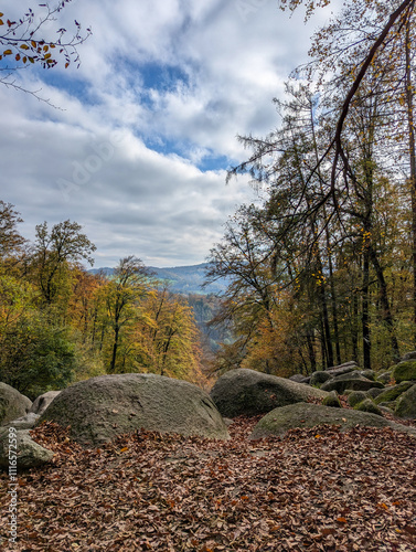 autumn in the forest