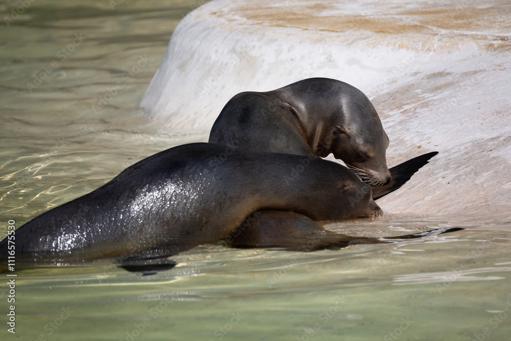 Fototapeta premium fur seal on the shore, selective focus