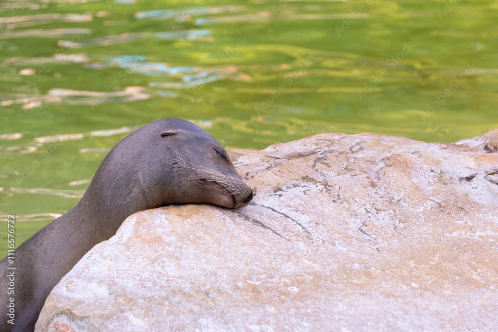 Naklejka premium fur seal on the shore, selective focus