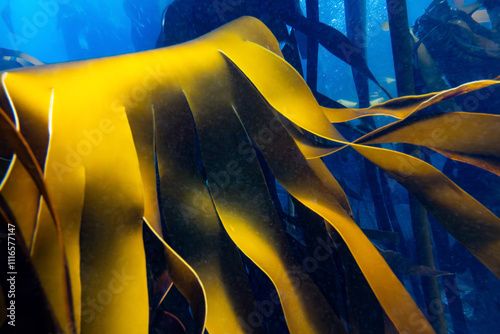 Close-Up of Sunlit Kelp Leaves Underwater