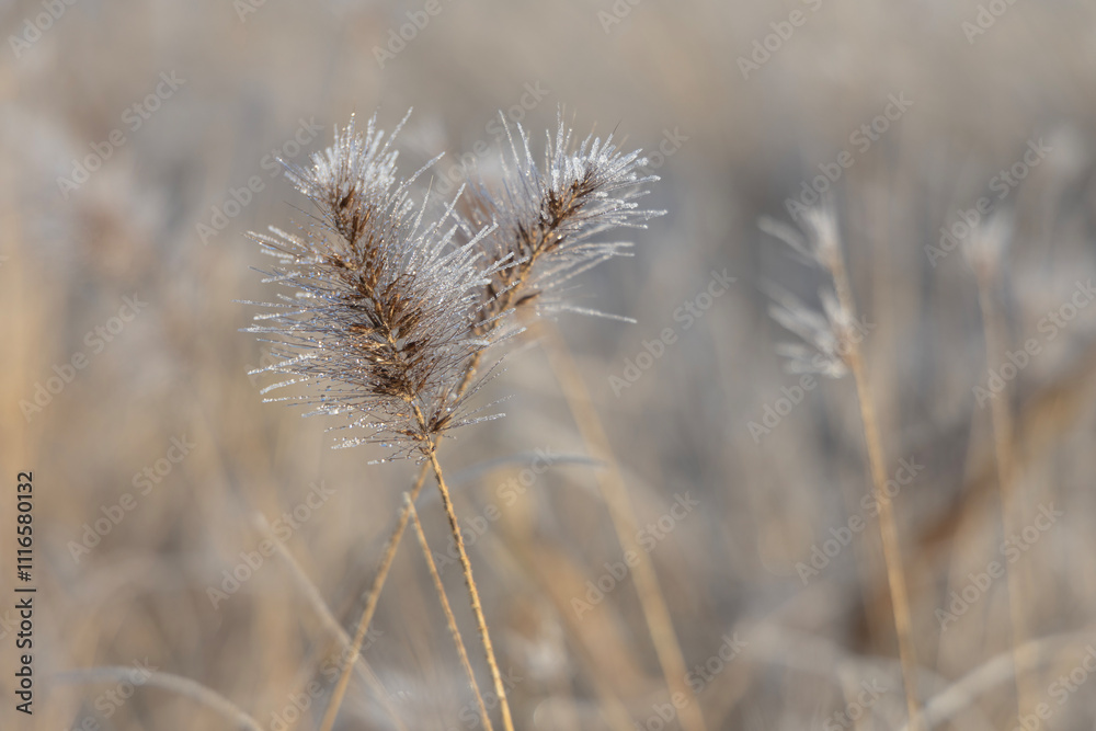 close up of Frosen grass