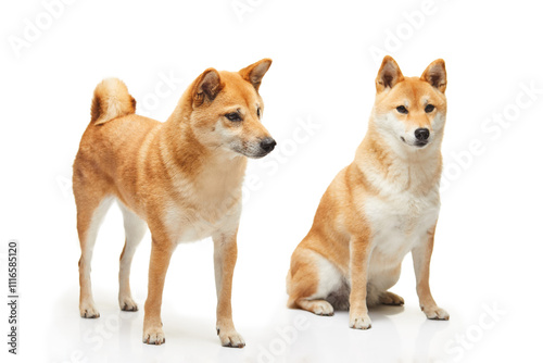 A Shiba Inu dog with an orange coat standing on a white background, slightly turned to the side, showcasing its elegant posture and attentive gaze