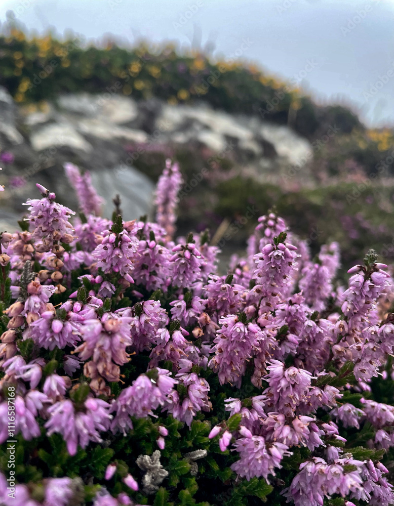 Obraz premium Heidekraut (Calluna) am Sheep's Head an einem regnerischen Tag, Cork, Irland 