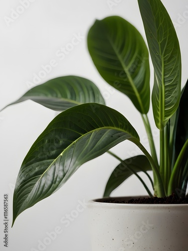 Lush Green Houseplant in Pot Indoor Plant Home Decor