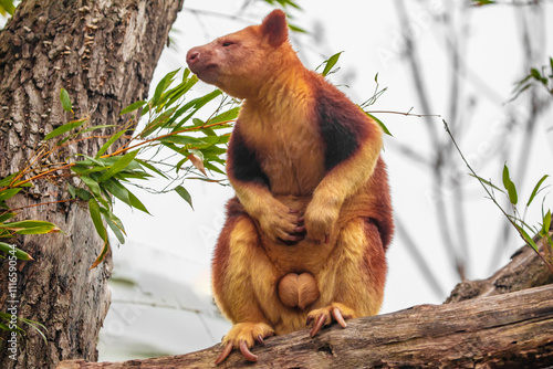 Goodfellow's Tree Kangaroo, portrait of very cute rare red animal. photo