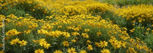 Swarm of bees surrounding a sea of bright yellow spring groundsel blooms, flower field, outdoor