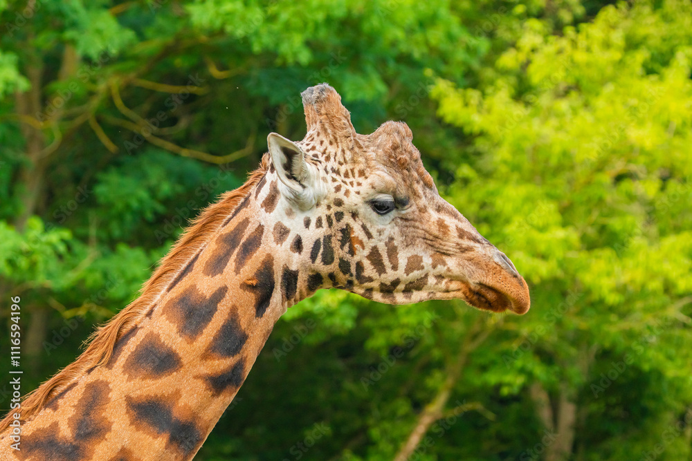 Fototapeta premium Giraffe in selective focus on green natural background