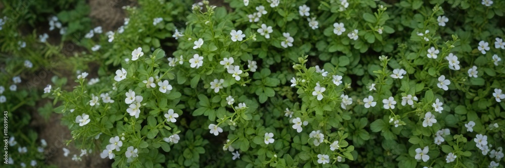 Aerial view of Bacopa monnieri herb in a garden , plant, nature Aerial view of Bacopa monnieri herb in a garden , plant, nature