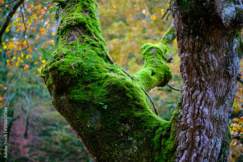 Moss-Covered Beech Tree in Ucieda Forest, Cabuerniga Valley, Spain photo