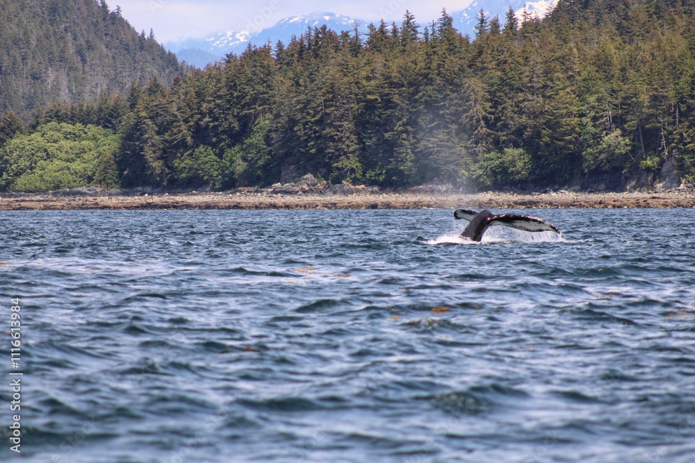 Obraz premium Humpback Whale Tail in Scenic Coastal Waters of Alaska