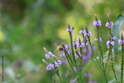 Bees on Blue Vervain