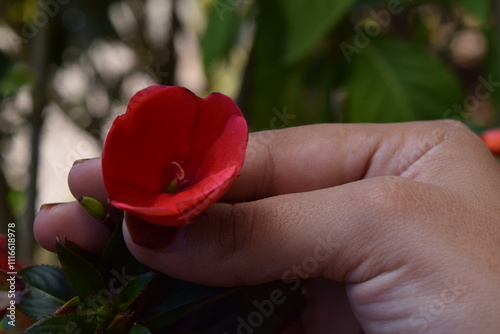 red rose in hand