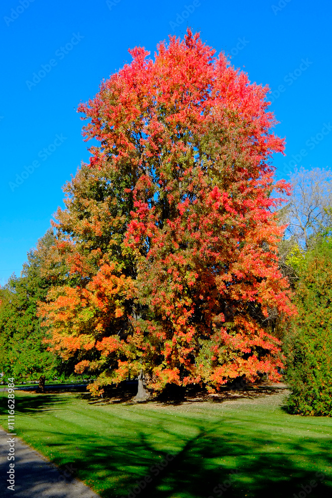Fototapeta premium Bottom time fall colors with vibrant red , yellow , orange , leaves in Lexington, Michigan . Created 09 .08 .24
