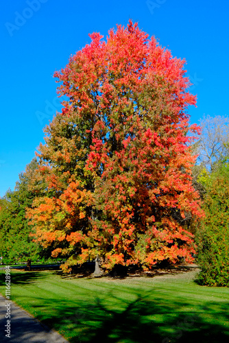 Bottom time fall colors with vibrant red , yellow , orange , leaves in Lexington, Michigan  . Created 09 .08 .24