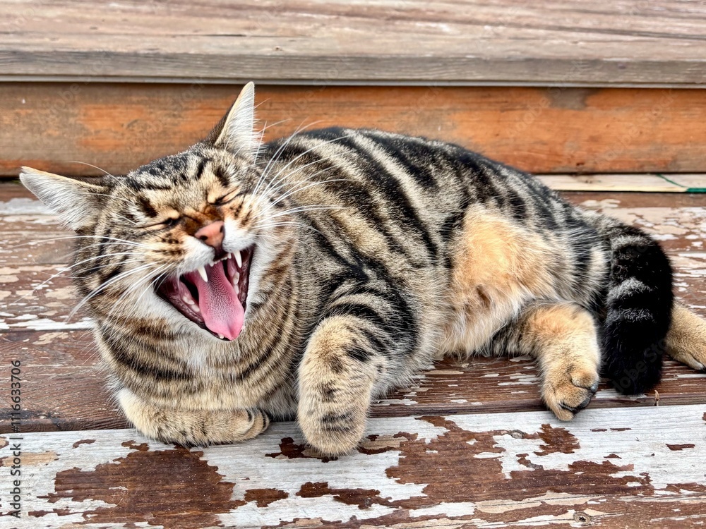 Obraz premium Cat is yawning