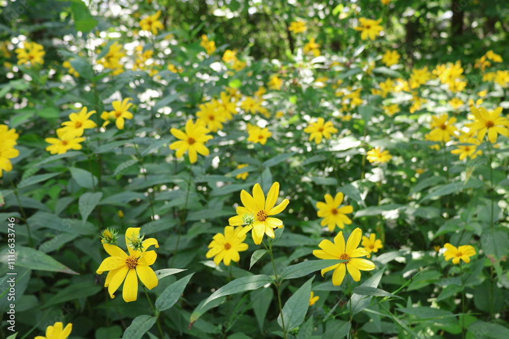 Obraz premium Wild Woodland Sunflower