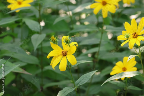 Woodland Sunflowers in the wild 