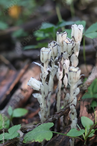 Ghost Plants in the woods 