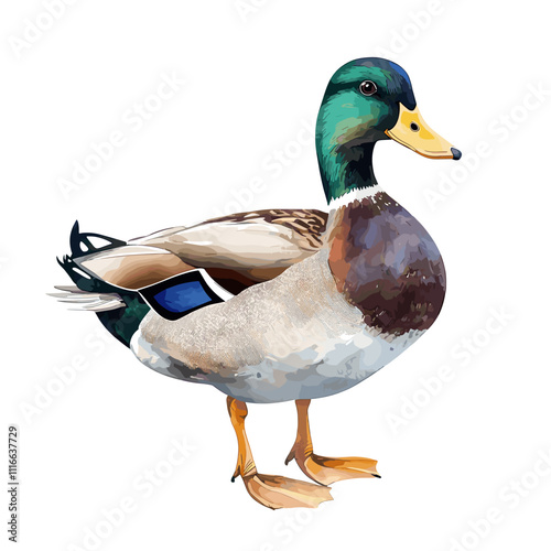 Wild duck watercolor illustration. Realistic waterfowl bird. Mallard ducks wildlife avian. Beautiful wild river, lake, water pond animal. Isolated on white background