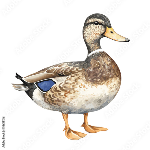 Wild duck watercolor illustration. Realistic waterfowl bird. Mallard ducks wildlife avian. Beautiful wild river, lake, water pond animal. Isolated on white background