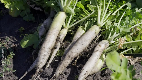 Farmer picking and stacking daikon radishes on sunny afternoon