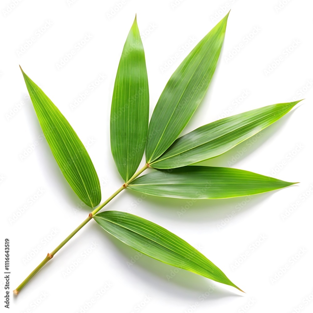 Obraz premium Green Leaf Vector Illustrations on White Background - Minimal and Elegant