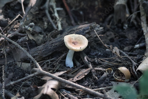 Milk Cap Mushroom in the woods
