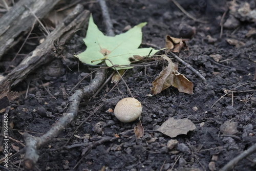 Mushroom on Forest Floor