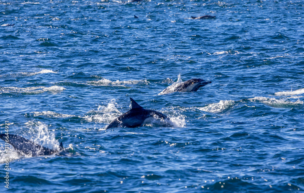 Fototapeta premium Playful dolphins swimming in the ocean near the Channel Islands, Oxnard, California