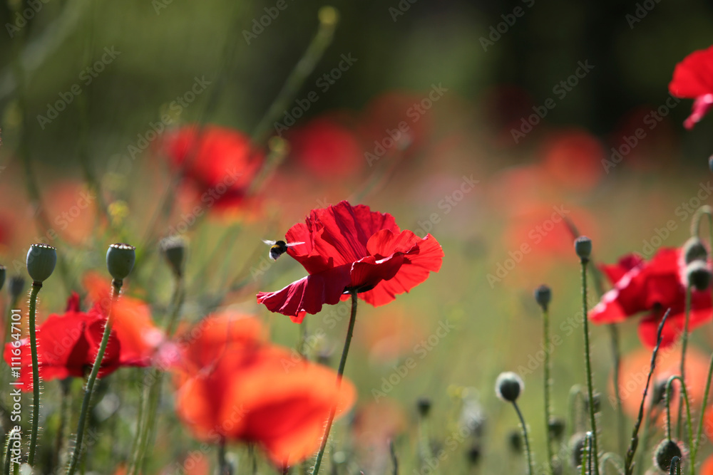 Naklejka premium Feld mit Roten Mohn Blumen im Mai