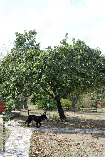 Quince ready to harvest on the quince tree in backyard. Black dog is running around.