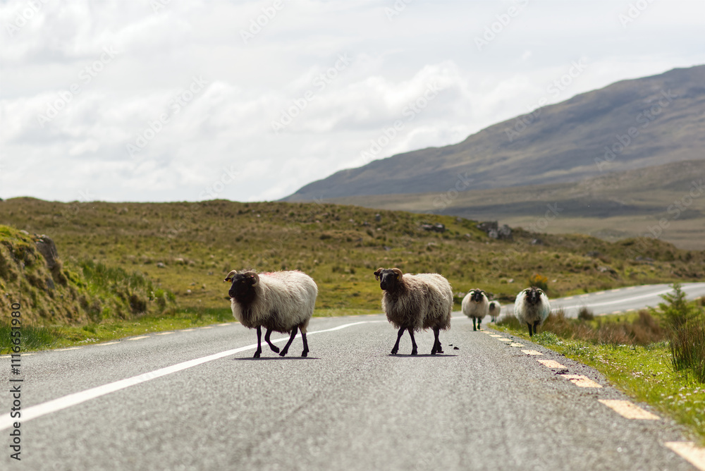 sheep s crossing the with mountains in the background at Connemara National park in county Galway, Ireland, farm animas and wildlife