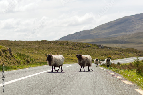 Obraz na płótnie sheep s crossing the with mountains in the background at Connemara National park in county Galway, Ireland, farm animas and wildlife w salonie