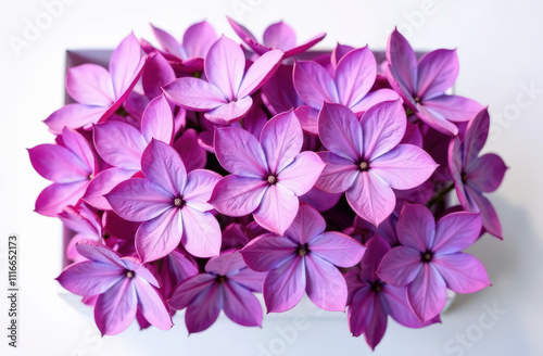 Vibrant purple flowers in a rectangular white box