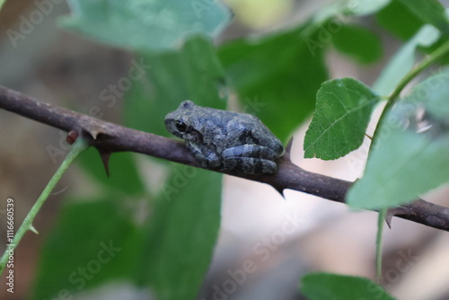 Grey Tree Frog on Branch