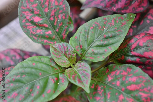 Pink and green polka dot Hypoestes plant photo