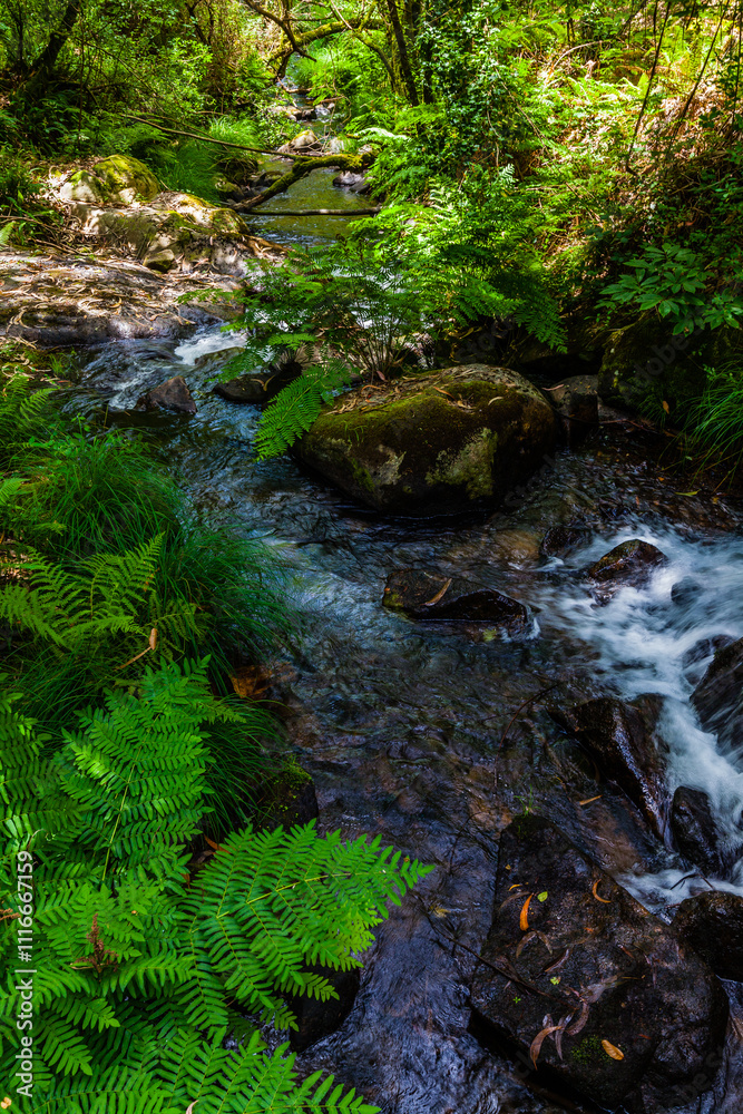 A tranquil forest scene with a small stream flowing over rocks, surrounded by lush greenery and moss-covered trees A tranquil forest scene with a small stream flowing over rocks, surrounded by lush greenery and moss-covered trees