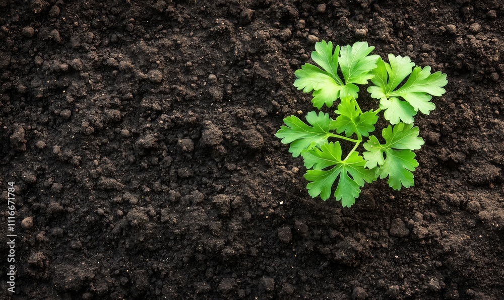 Fresh green parsley plant growing in dark soil, vibrant leaves, healthy growth, gardening concept Fresh green parsley plant growing in dark soil, vibrant leaves, healthy growth, gardening concept