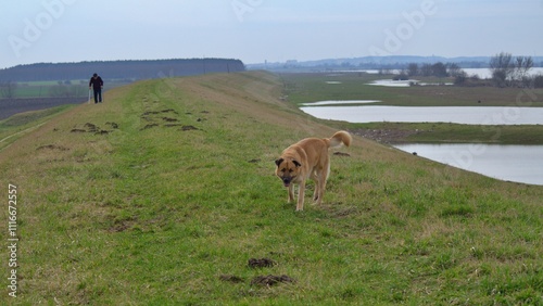 dog walking on grass with old  disability man in background