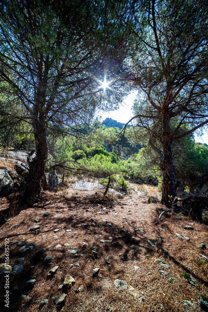 Fototapeta premium Peña Muñana tras los pinos