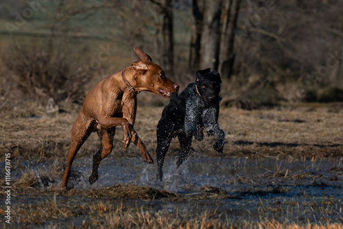 Deutsch Drahthaar und Vizsla rennen photo