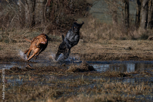 Deutsch Drahthaar und Vizsla rennen photo