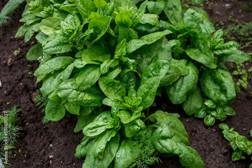 green fresh spinach leaves in the garden
