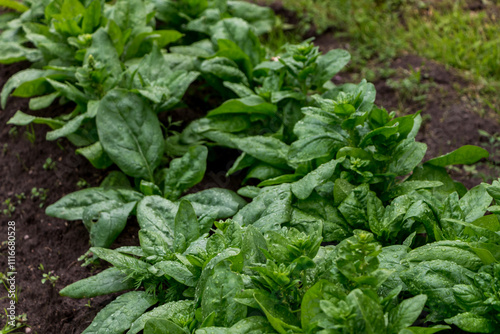 green fresh spinach leaves in the garden